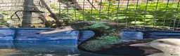 Ducks poultry for sale: Male and female bonded pair of ducks - Advert 8