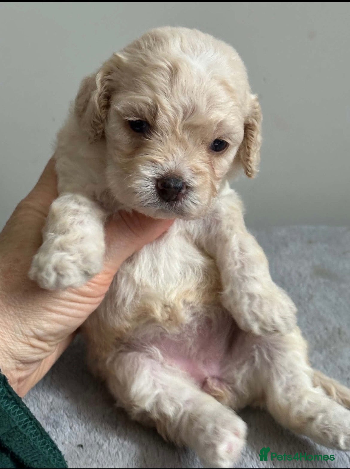 Sheepadoodle dogs Miniature Sheepadoodles - Advert 6