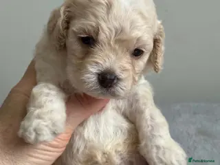 Sheepadoodle dogs Miniature Sheepadoodles - Advert 6