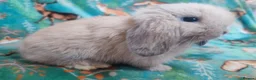 Mini Lop rabbits for sale: Baby Mini Lops - Advert 12