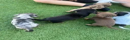 Jackshund dogs for sale: Jackhounds in Weston-super-Mare - Advert 4