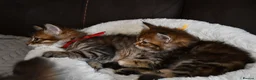 Siberian cats for sale: Pedigree Siberian Kittens from Tunguska House - Advert 9