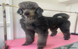 Standard Poodle dogs for sale: Female standard poodle puppies - Image 6