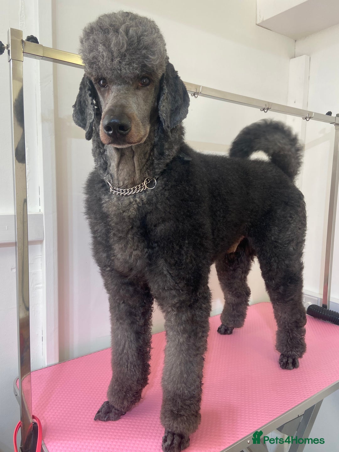 Standard Poodle dogs for sale: Female standard poodle puppies - Image 6