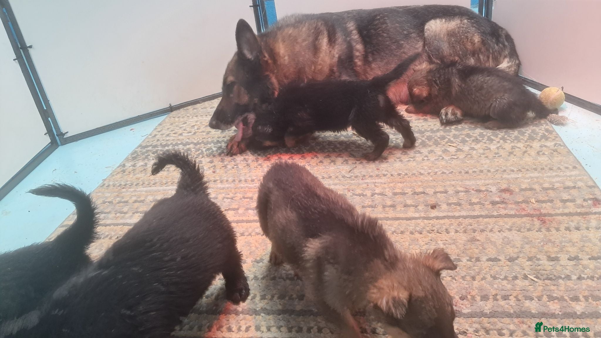 German Shepherd dogs Flat backed, German Shepherd puppies, DNA DM clear - Advert 1