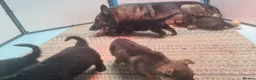 German Shepherd dogs for sale: Flat backed, German Shepherd puppies, DNA DM clear - Advert 1