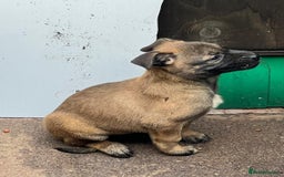 Belgian Shepherd Dog dogs for sale: Belgium Malinois pups for sale - Advert 8