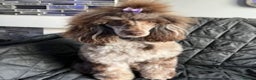 Toy Poodle dogs for stud: EXTENSIVELY DNA CLEAR BROWN MERLE POODLE STUD  in Hoddesdon - Advert 12