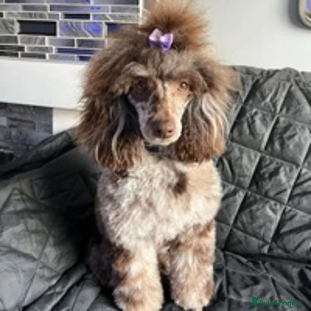 Toy Poodle dogs for stud: EXTENSIVELY DNA CLEAR BROWN MERLE POODLE STUD  in Hoddesdon - Advert 12