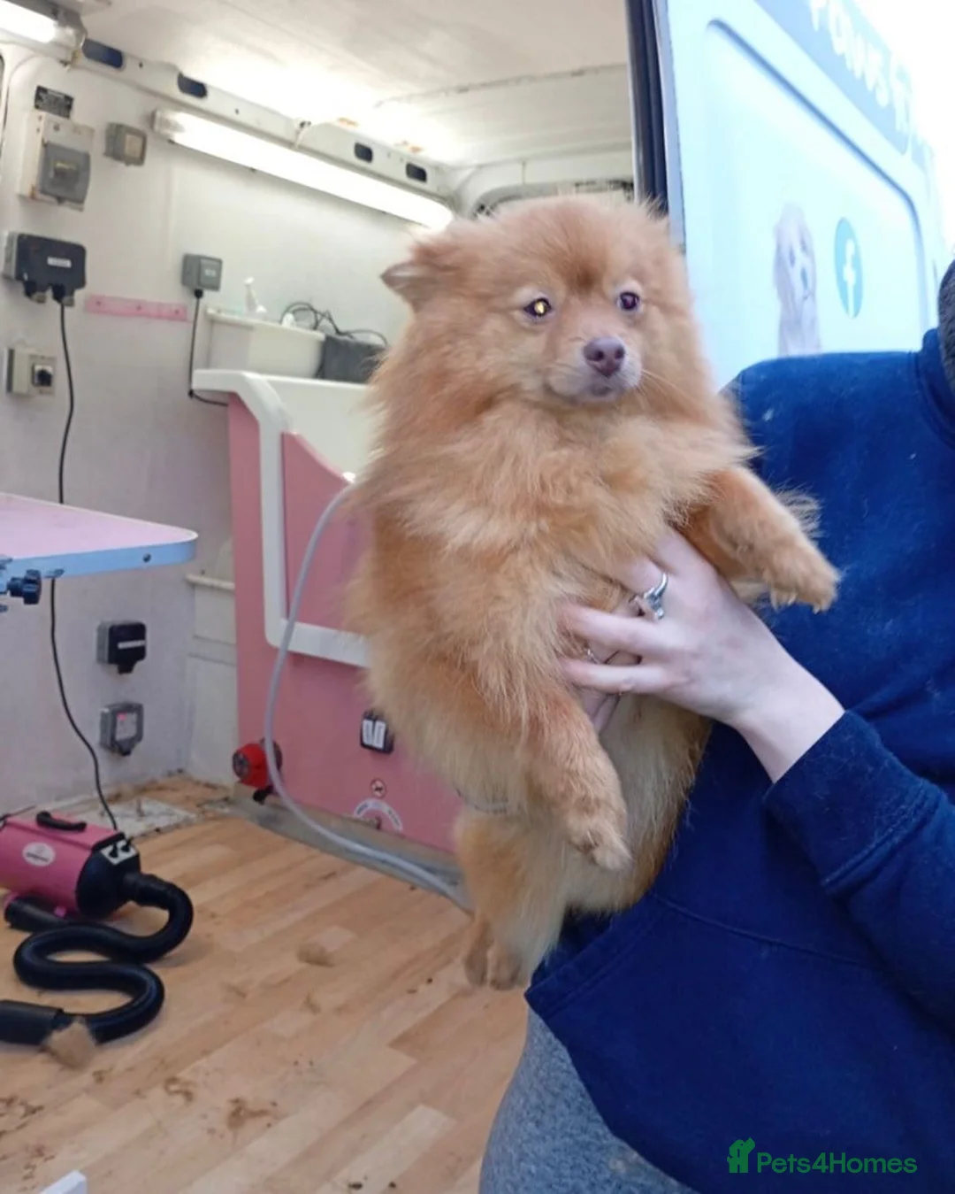 Pomeranian dogs for sale: Pomeranian (Girl) in High Wycombe - Advert 2