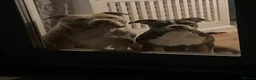 American Bully dogs for sale: Incoming Pocket Bully Puppies! 🐾 - Advert 8