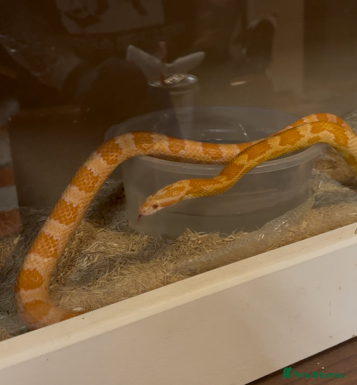 Corn Snake reptiles 4 y/o Corn snake [with setup] - Advert 5