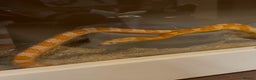 Corn Snake reptiles for sale: 4 y/o Corn snake [with setup] - Advert 1