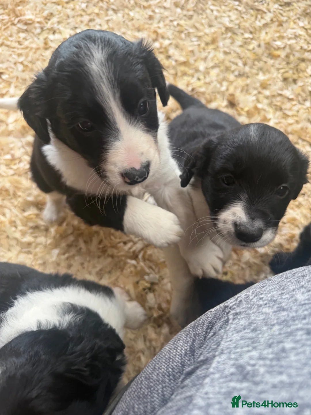 Mixed Breed dogs for sale: Sprollie puppies  - Advert 7