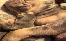 French Bulldog dogs for sale: French bulldog puppie - Advert 9