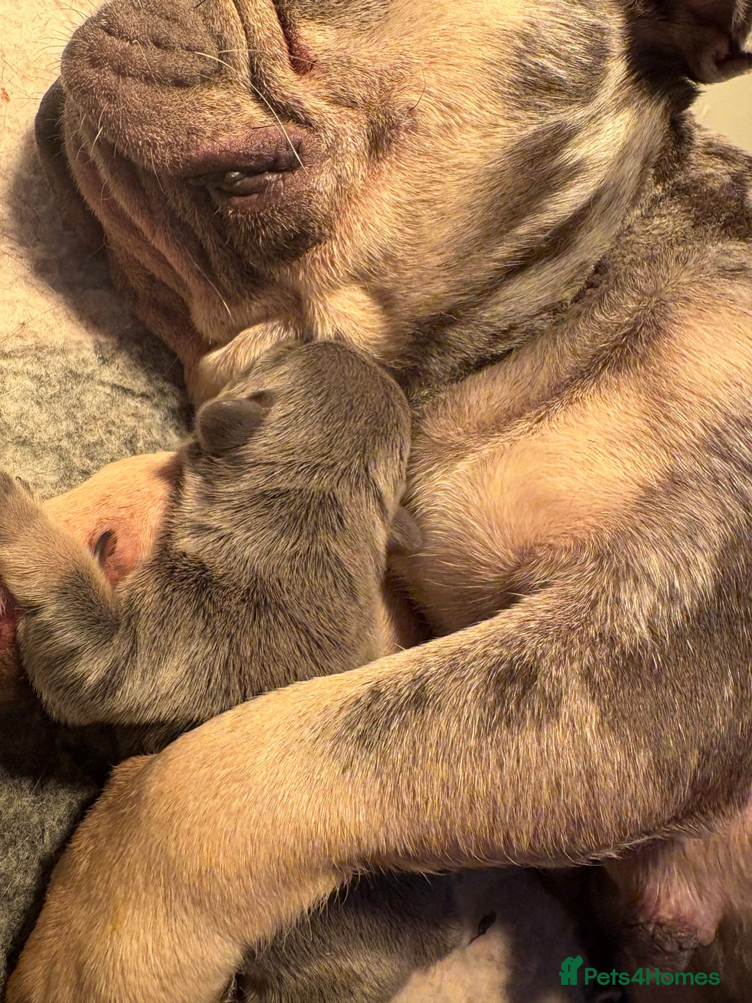 French Bulldog dogs for sale: French bulldog puppie - Advert 9