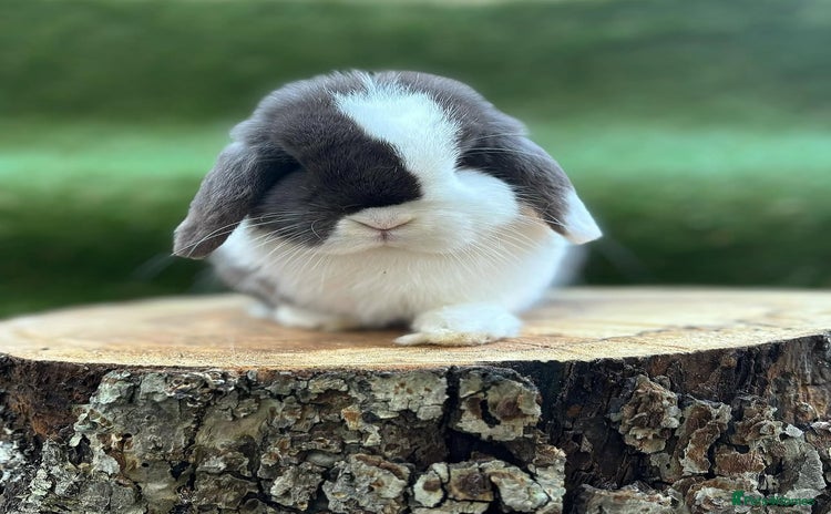 Mini Lop rabbits - Advert 2