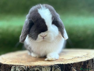Mini Lop rabbits - Advert 22