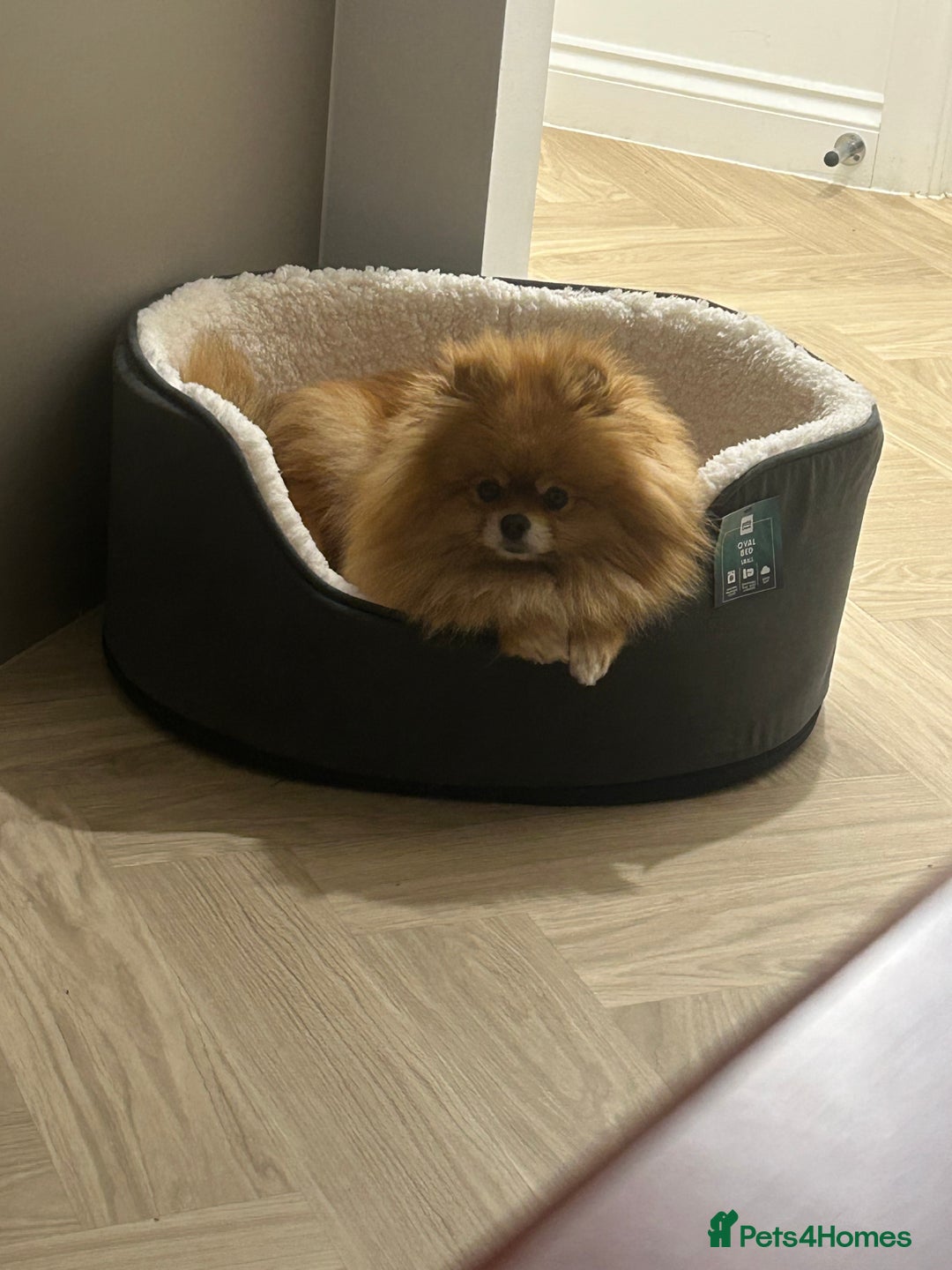 Pomeranian dogs for sale:  Stunning Pomeranian – Tiny and  Fluffy - Advert 3