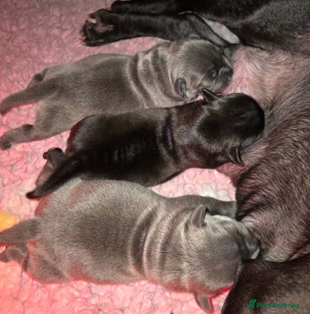 Staffordshire Bull Terrier dogs Blue / Black Staffordshire bull terrier puppies - Advert 1