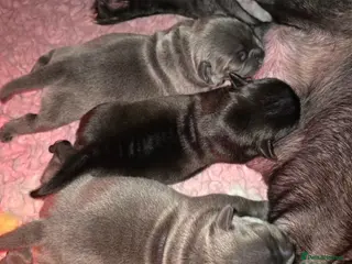 Staffordshire Bull Terrier dogs Blue / Black Staffordshire bull terrier puppies - Advert 1