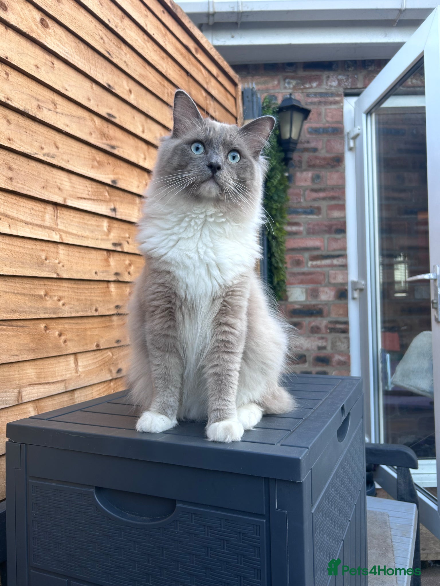 Ragdoll cats STUNNING BLUE MITTED MINK RAGDOLL FOR STUD - Advert 1