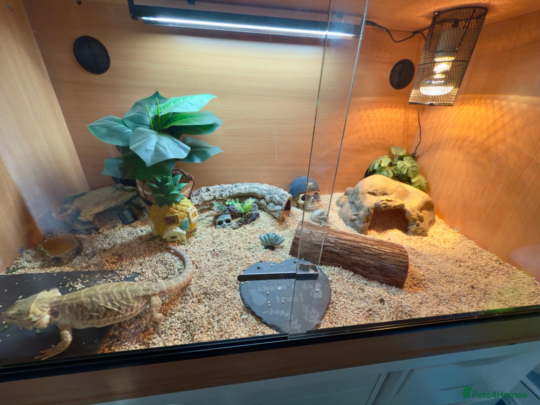 Bearded Dragon reptiles for sale: 4ft x 2ft x 2ft viv and bearded dragon  - Image 3