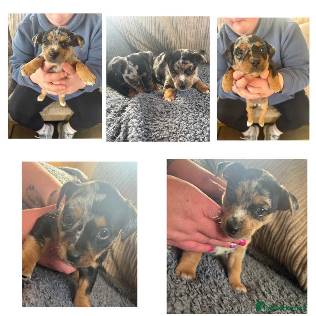 Jack Russell dogs for sale: Blue mearl Jack Russell’s - Advert 1