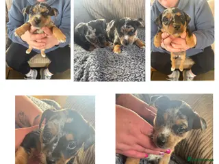 Jack Russell dogs Blue mearl Jack Russell’s - Advert 1