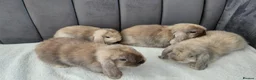 Mini Lop rabbits for sale: Gorgeous Mini Lop Babies - Advert 3