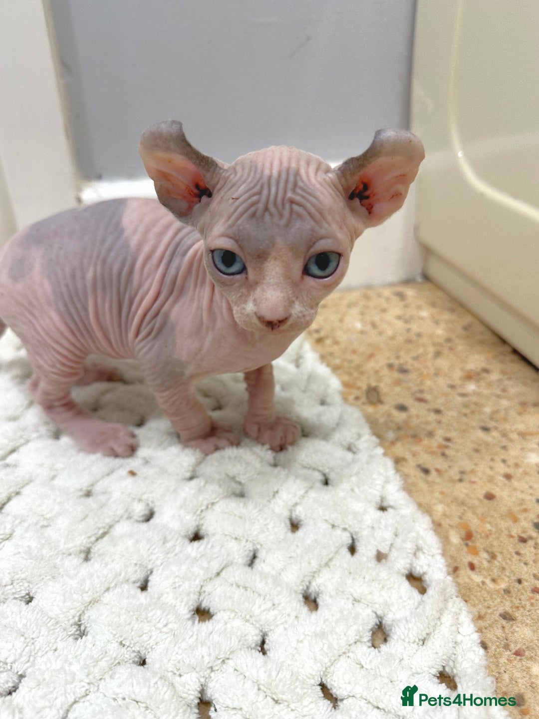 Sphynx cats for sale: Beautiful Pure Sphynx Kittens – Ready Now! - Image 25