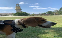 Beagle dogs for sale: Buddy needs lovely new experienced home - Image 3