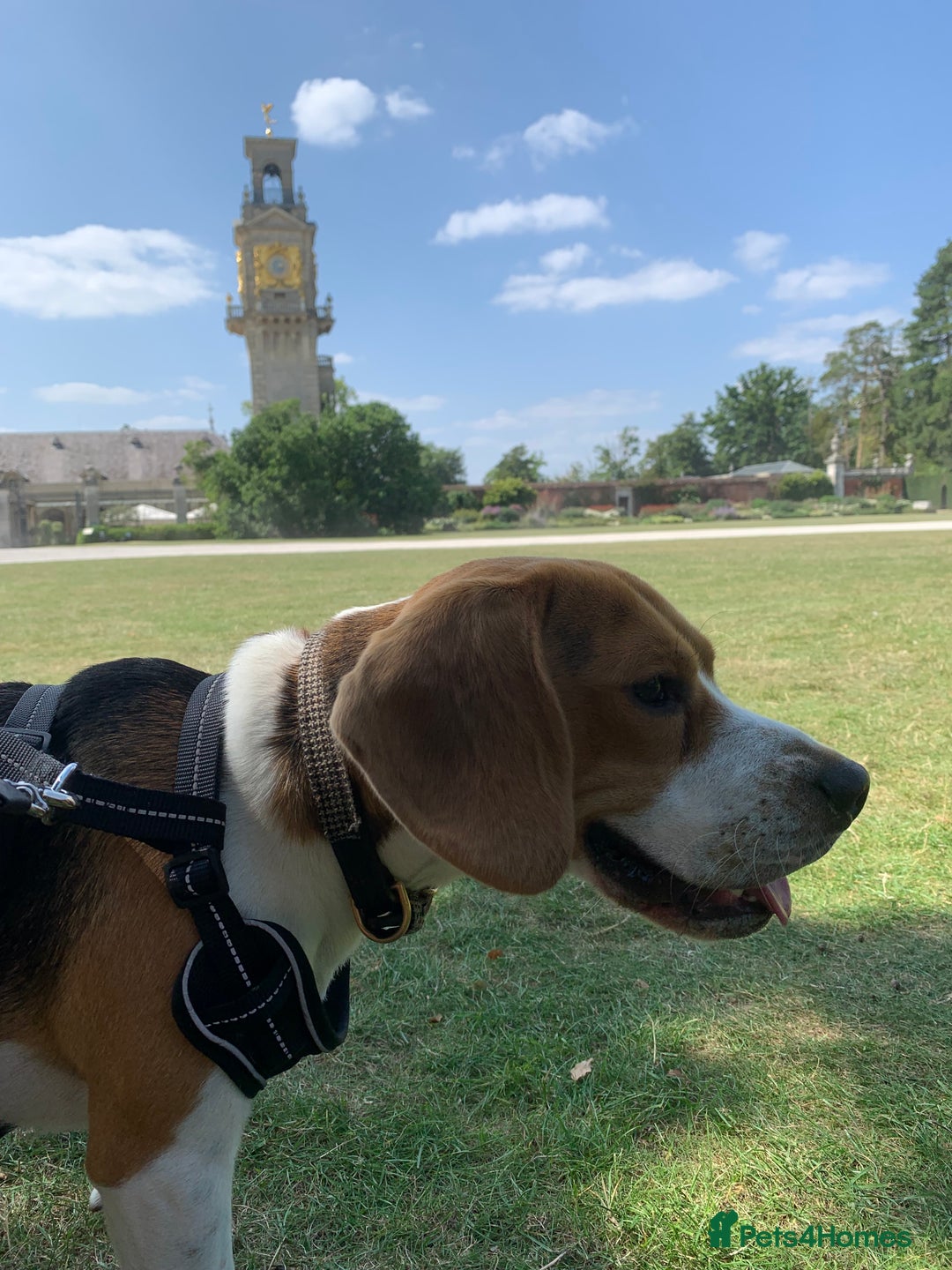 Beagle dogs for sale: Buddy needs lovely new experienced home - Image 3