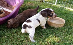 Cocker Spaniel dogs for sale: Working cocker spaniel pups  - Image 5