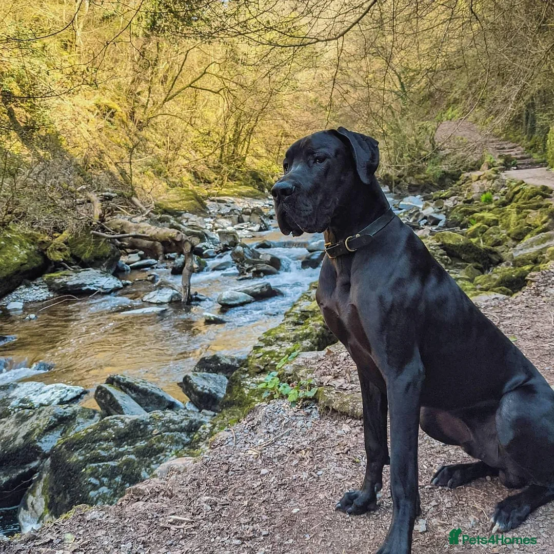 Great Dane dogs for sale: Chunky Black KC registered Great Dane puppy - Advert 2