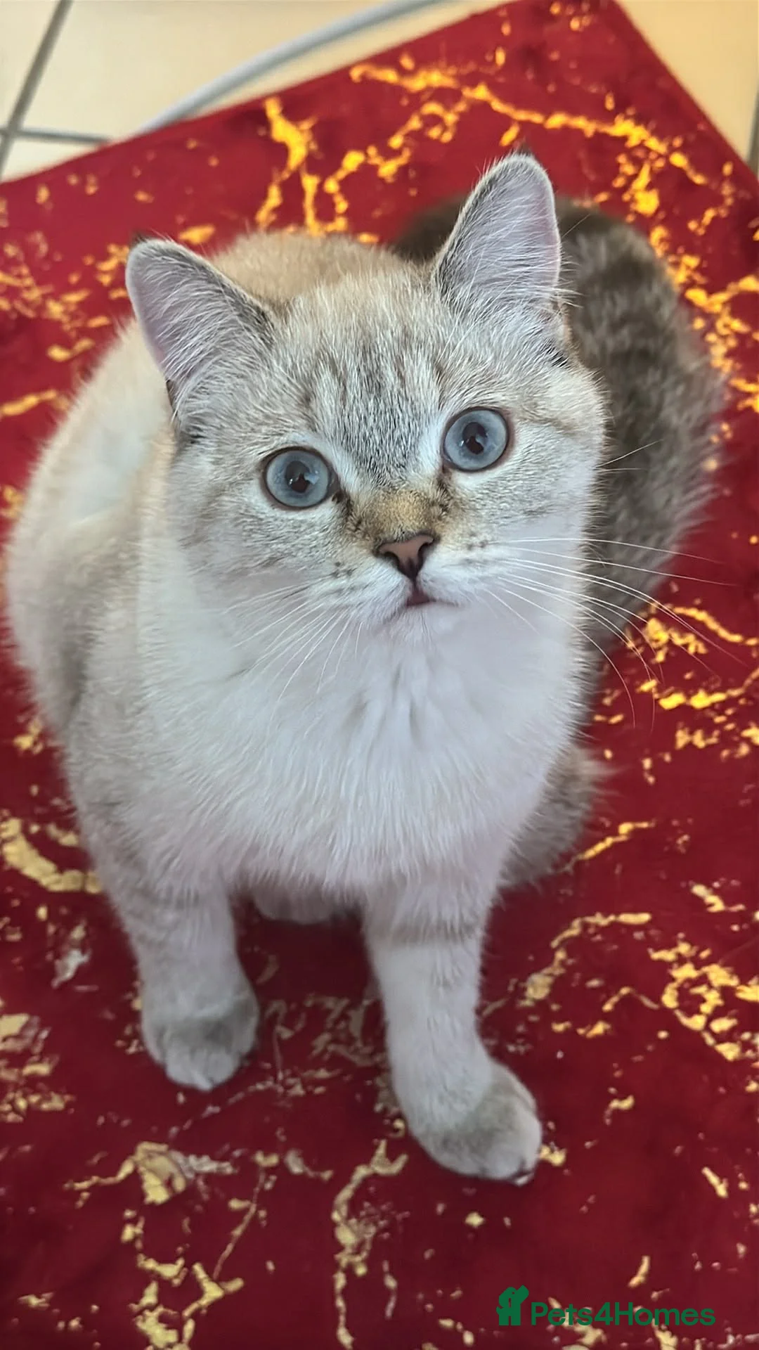 Scottish Fold cats for sale: Premium Scottish Straight Kittens Rare Colour in Gillingham - Advert 2