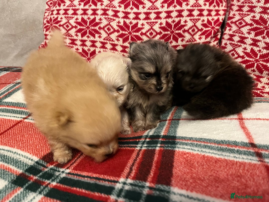 Pomeranian dogs for sale: Stunning Pomeranian puppys - Advert 19