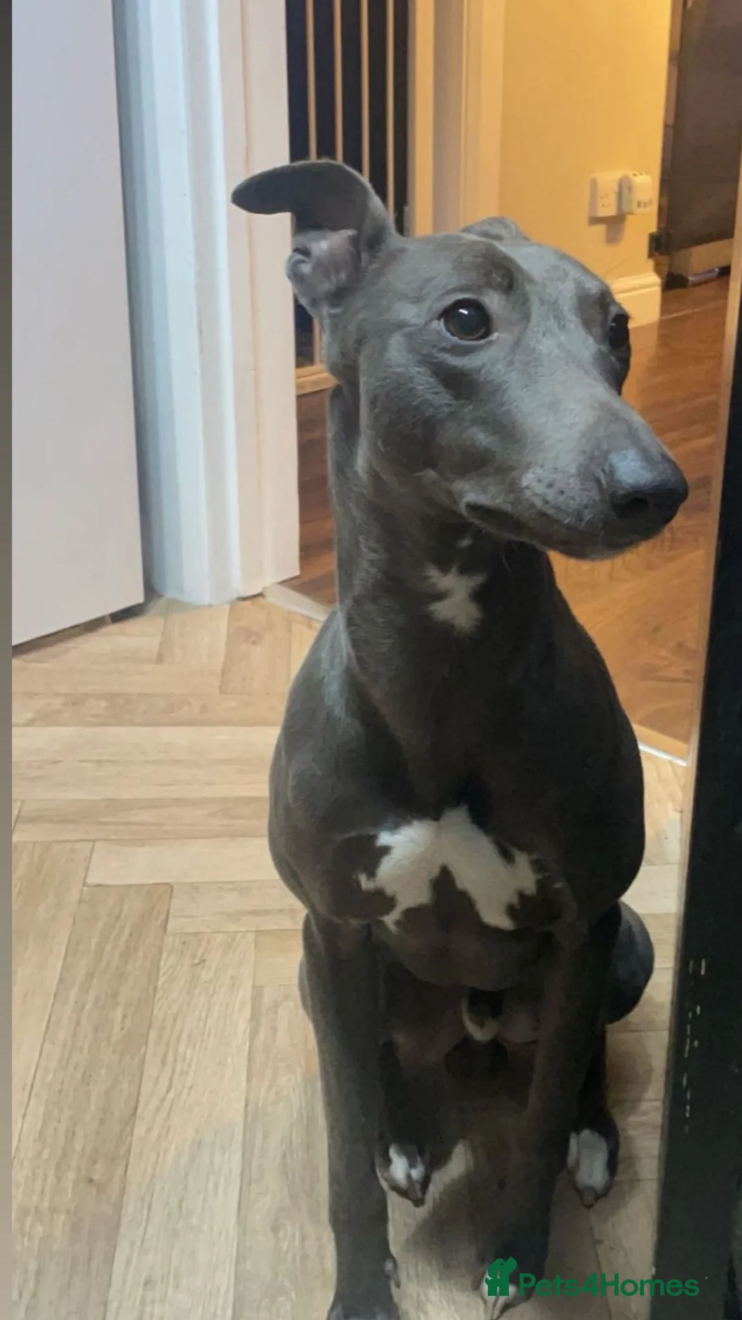 Mixed Breed dogs for sale: Whippet/lurcher - Advert 2
