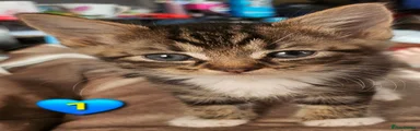 Domestic Shorthair 1