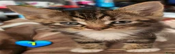 Domestic Shorthair cats for sale: Beautiful Kittens 😸  - Advert 2