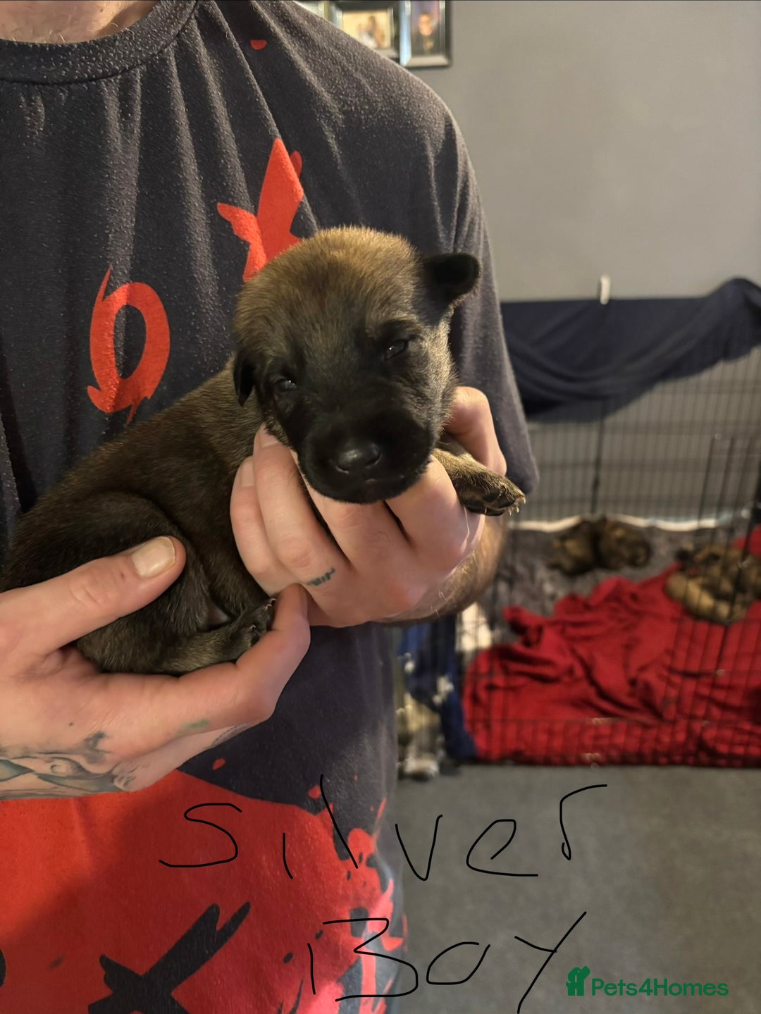 Mixed Breed dogs for sale: German Shepard x Belgian malinios - Advert 8