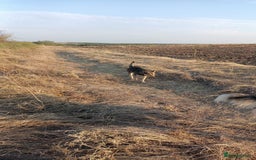 Mixed Breed dogs for adoption: 🐺 WOLFIE – A Brave Soul Ready for a New Life 🖤 - Advert 12