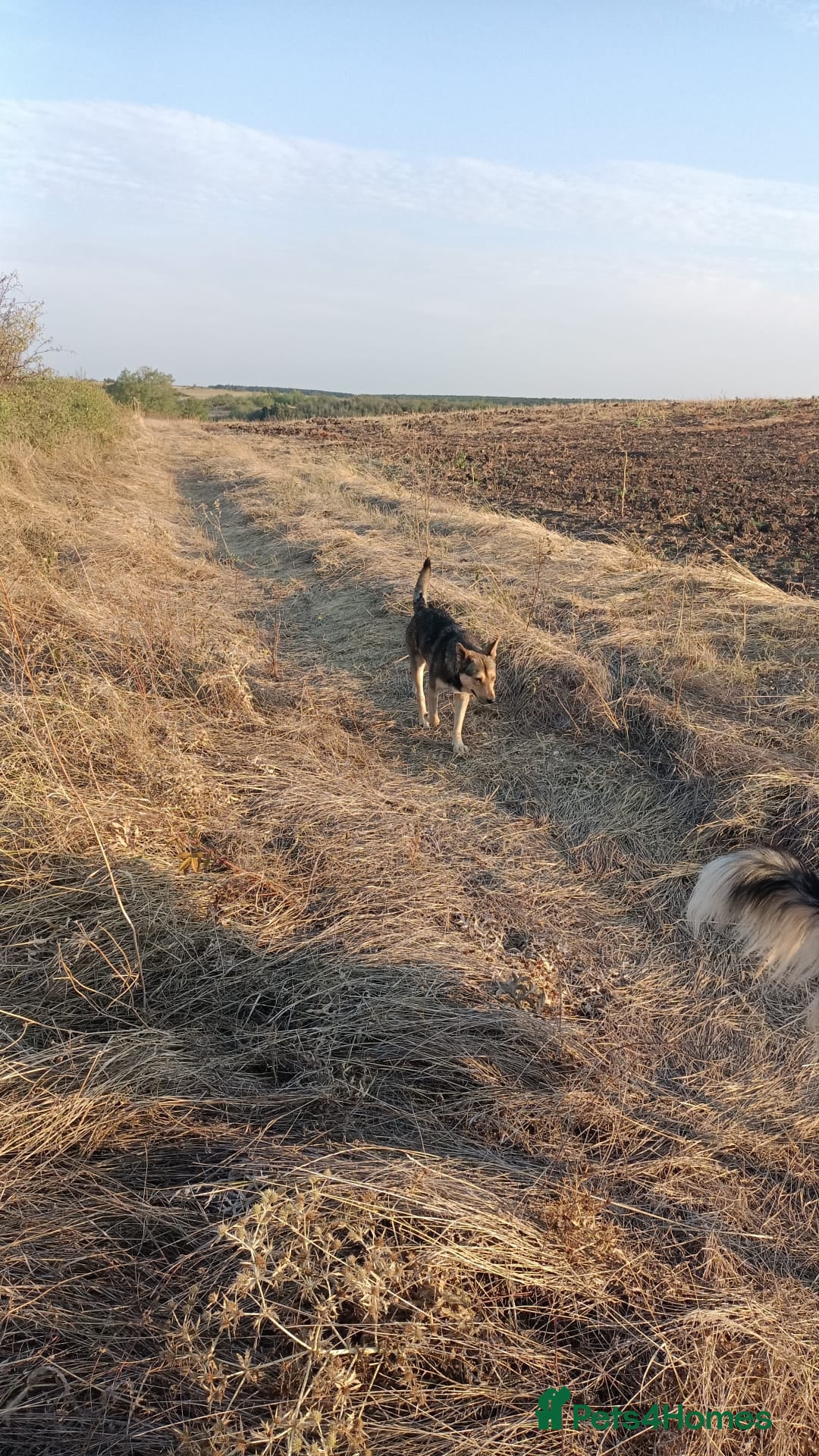 Mixed Breed dogs for adoption: 🐺 WOLFIE – A Brave Soul Ready for a New Life 🖤 - Advert 12