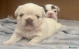 French Bulldog dogs for sale: Fluffy French Bulldogs - Image 16