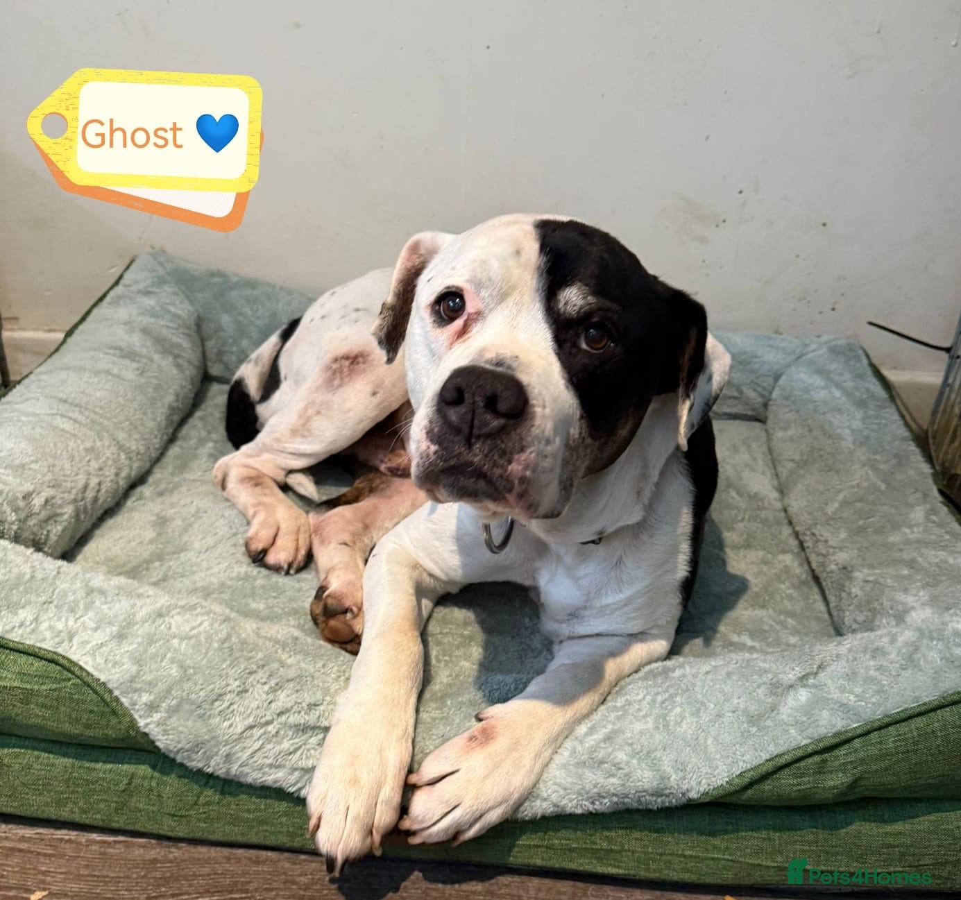 Mixed Breed dogs 💙Ghost💙 12 yo rescued from horrific conditions - Advert 1