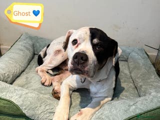 Mixed Breed dogs 💙Ghost💙 12 yo rescued from horrific conditions - Advert 3