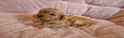 Cavapoo dogs for sale: Gorgeous cavapoo puppies in Leatherhead - Advert 14