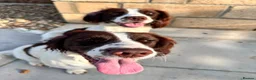 English Springer Spaniel dogs for sale: Two fabulous springer spaniels girls - Advert 13