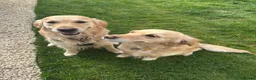 Golden Retriever dogs for sale: Golden Retriever Puppies  in Templecombe - Advert 12
