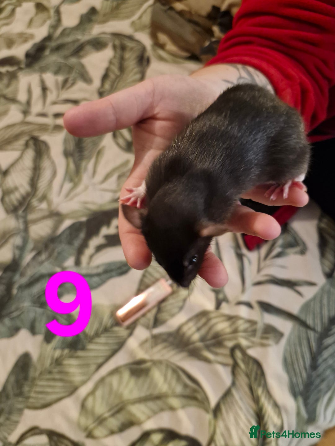 Rat rodents for sale: 9 beautiful girls - Image 30